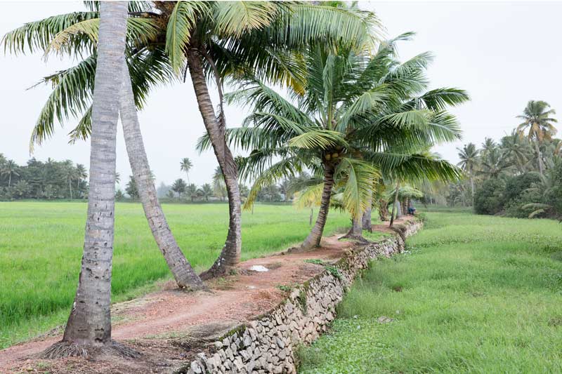 Agriculture below the Sea Level in Kuttanad, Alappuzha district, Kerala - Coconut plantation on a bund between paddy fields